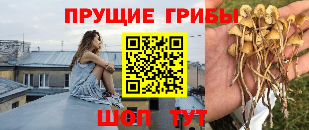 Псилоцибиновые грибы GOLDEN TEACHER Королёв